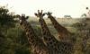 Uganda Safaris and National Parks